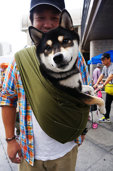 今日は柴犬祭り 10kg以上の愛犬 パートナーさんにドッグスリングを試して頂きました ドッグスリングのerva エルバ