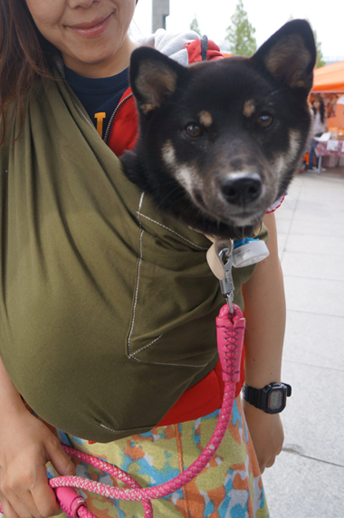 今日は柴犬祭り 10kg以上の愛犬 パートナーさんにドッグスリングを試して頂きました ドッグスリングのerva エルバ