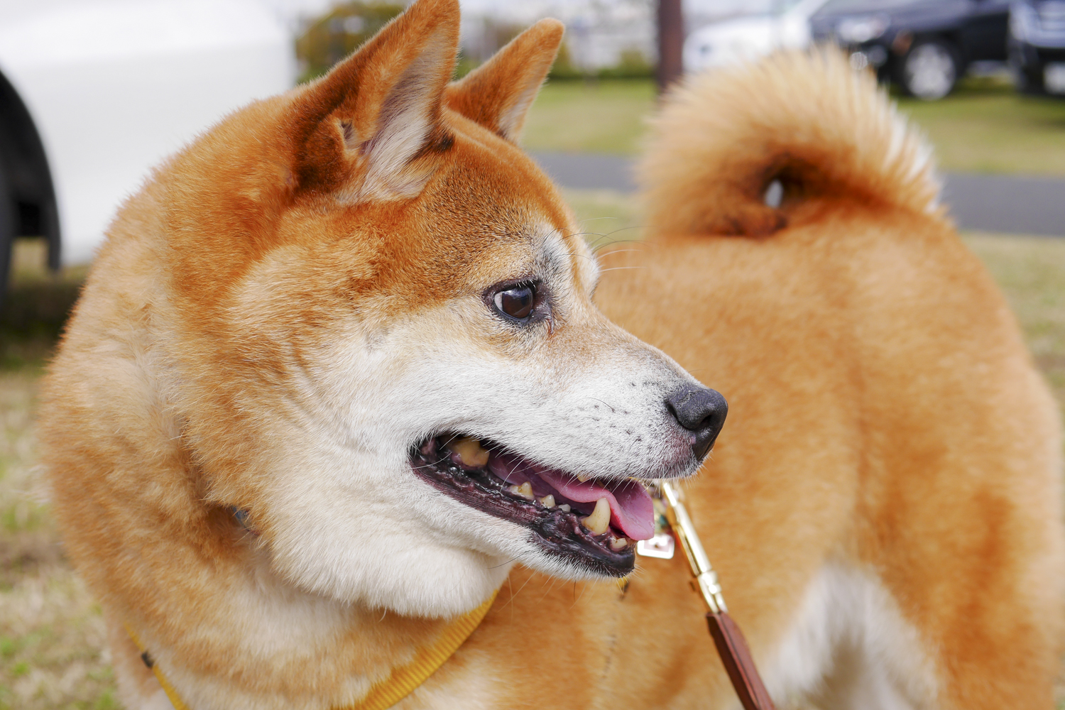 Vol 1 オイラの家族にならねぇか 推定4 5歳の柴犬 ちょっと太り気味の六助です 里親募集中 Ervaブログ ドッグスリング専門店erva エルバ